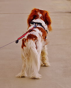 hond, alleen, wachten, Cavalier king charles-spaniël, grappig, huisdier, dier