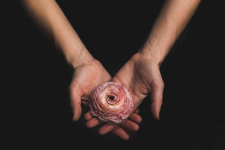 Bloom, Blossom, Flora, blomma, händer, mänsklig hand, naturen
