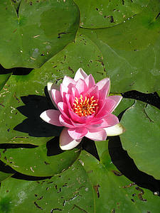 water lily, water, pond, lake rose, aquatic plants, biotope, blossom
