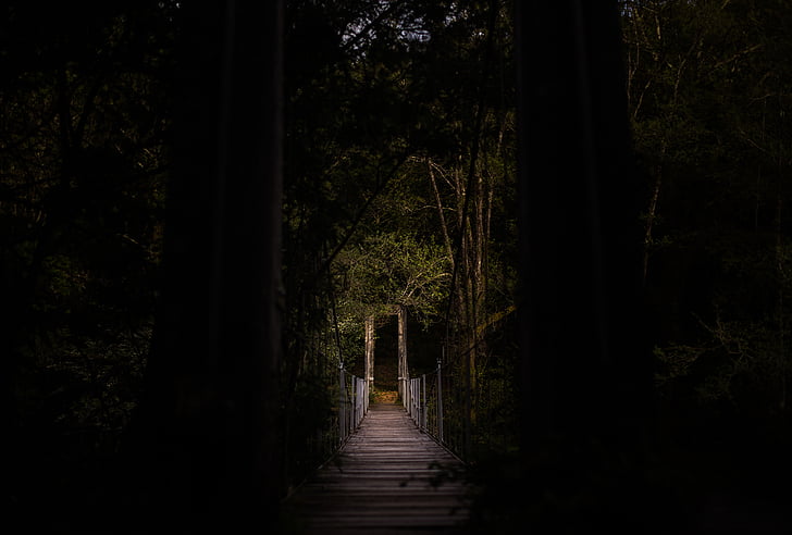 chi nhánh, Bridge, tối, rừng, lá, Thiên nhiên, đường dẫn