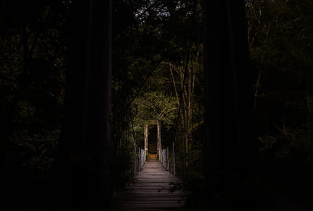 branches, bridge, dark, forest, leaves, nature, path