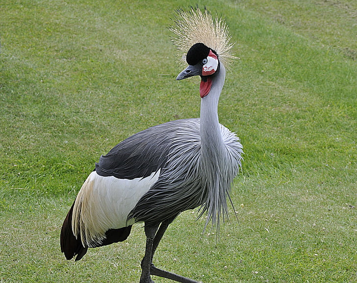 crowned crane, bird, norfolk, crested, zoo, grey feathers