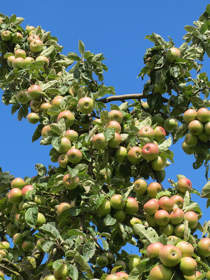 Malus domestica, Omenapuu, hedelmät, haara, omenat, kypsä, sato