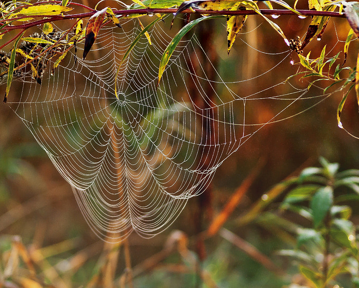 cobweb, waiting, trap, nature