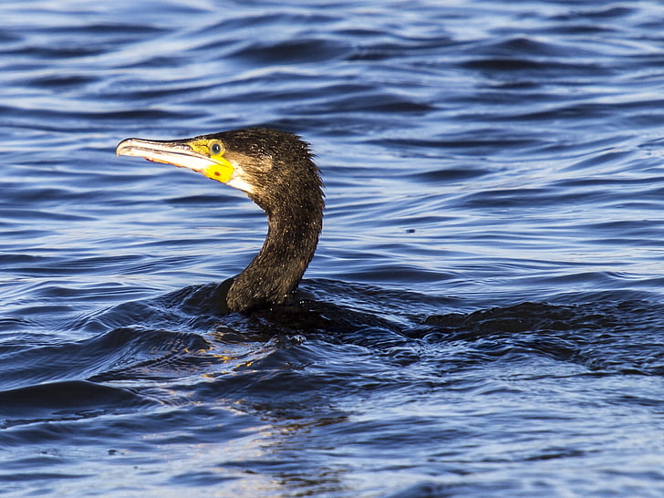 cormorant, water bird, bird, nature, animal