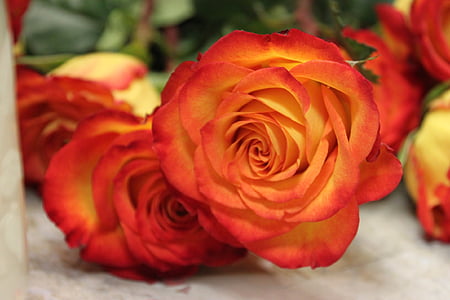 róże, pomarańczowy, żółty, piękne, kwiat, kolorowe, miłość