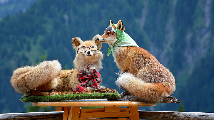 Fuchs, zviera, divoké zviera, Deco, dekorácie, dvojica, kožušiny