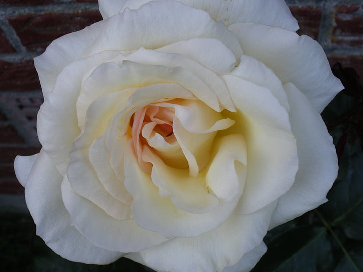 Роза, цвете, природата, Рози бели, бял цвят, затвори, венчелистче