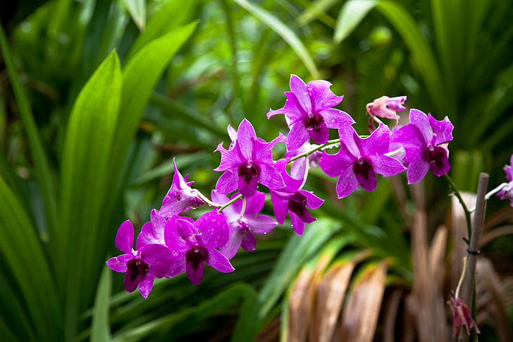 flower, purple, orchids, hawaii, blossom, aloha, exotic