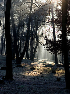 forest, light, mood, light beam, morgenstimmung
