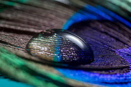 peacock feather, spring, drip, macro, nahaufmahme, peacock, close-up