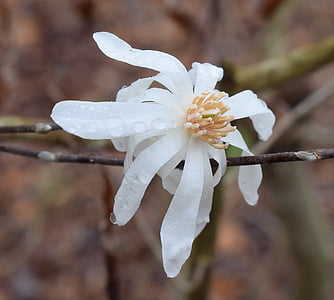 magnolia étoilé fin la pluie, pluie, gouttes de pluie, Magnolia, arbre, plante, jardin