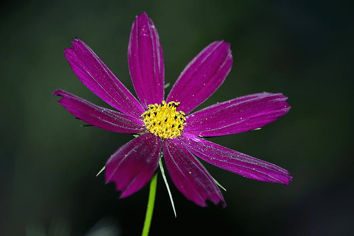 fiori, estate, macro, natura, pianta, fiore, petalo