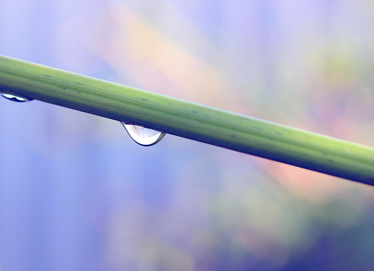 drop, rain, green, nature, branch, wet, water