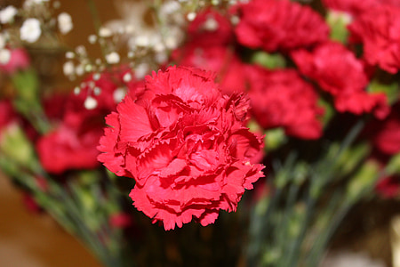 คาร์เนชั่น, ดอกไม้, ดอกคาร์เนชั่น, ดอกไม้สีแดง, ดอกไม้