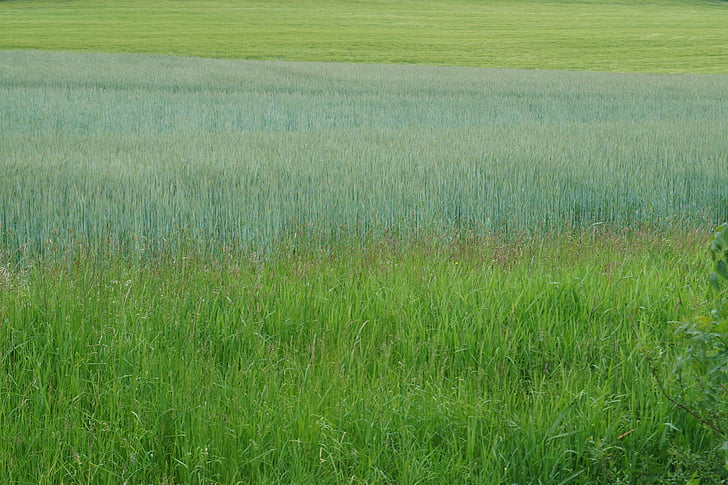 green, field, meadow, background
