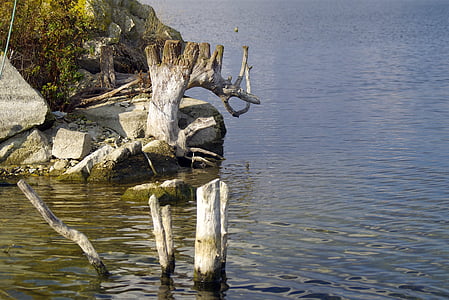 agua, tronco seco, árbol, solo, estanque, Lago, tranquila