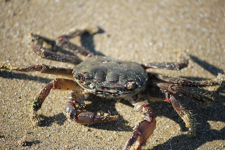 crabe, sable, plage, yeux, été, coquille, coup d’oeil