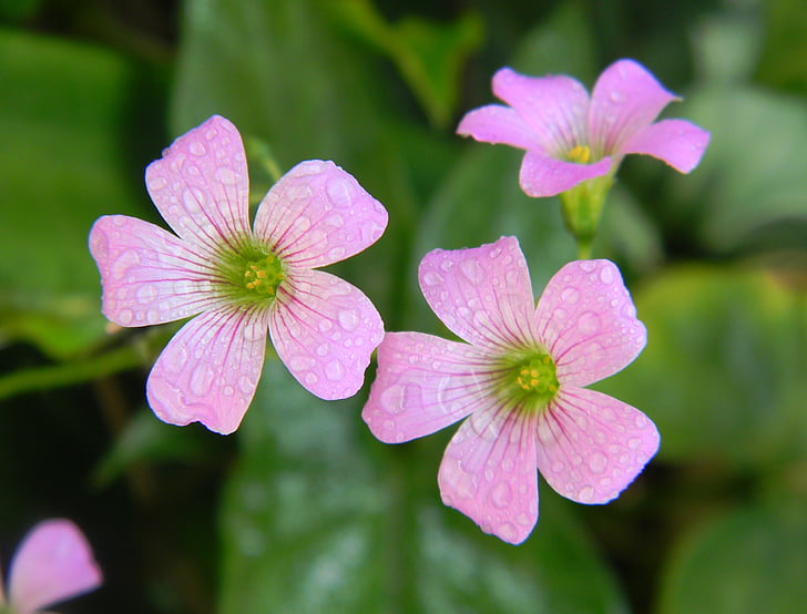 花, 粉色, 粉红色的花朵, 自然, 花香, 植物, 春天