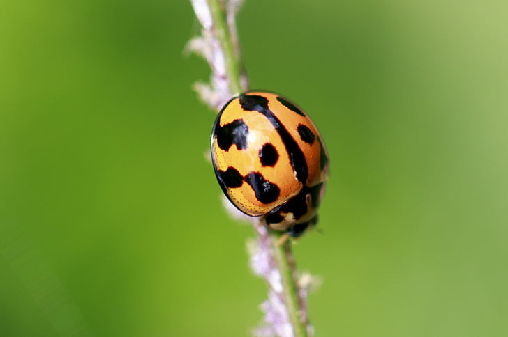 ladybug, shine, green, red, leaf, grass, morning