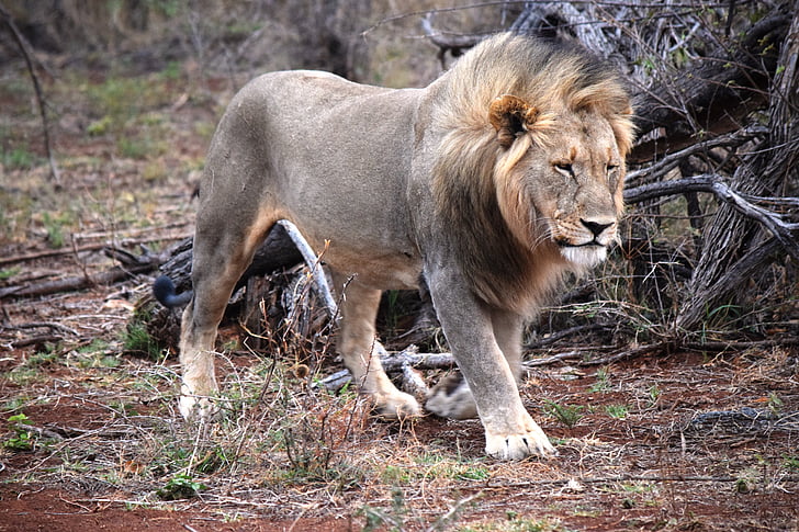 wild, prowl, lion, african, face-on, safari, animal