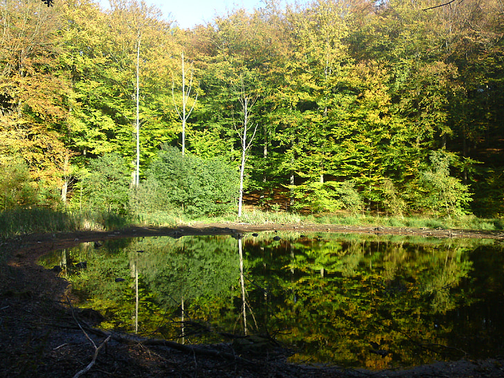 miško ežeras, ežeras, veidrodinis atspindys, žalia, šviesos, vasaros, nevėjuotos