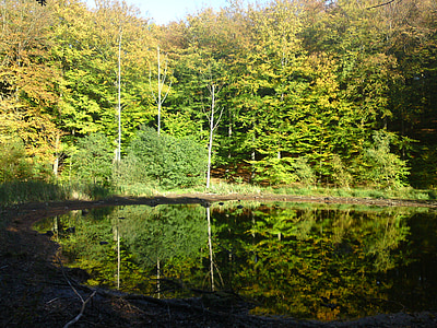 Lac de la forêt, Lac, image miroir, vert, lumière, été, sans vent