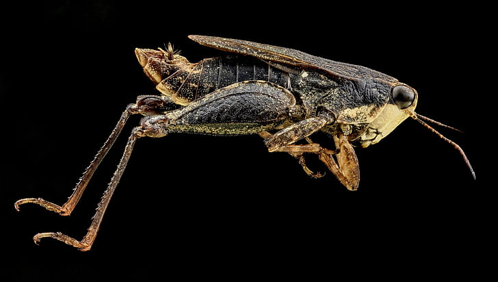 pygmy grasshopper, bug, insect, tetrigidae, grouse locust, orthoptera, wildlife