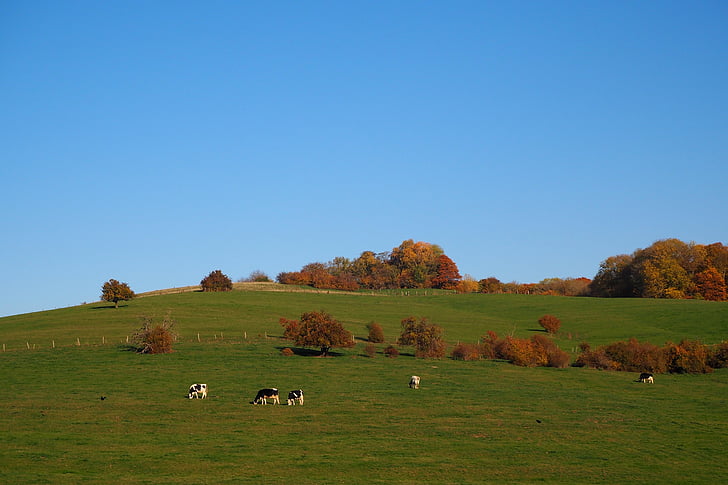 autumn, fall foliage, herbstimpression, pasture, cows, golden autumn, trees