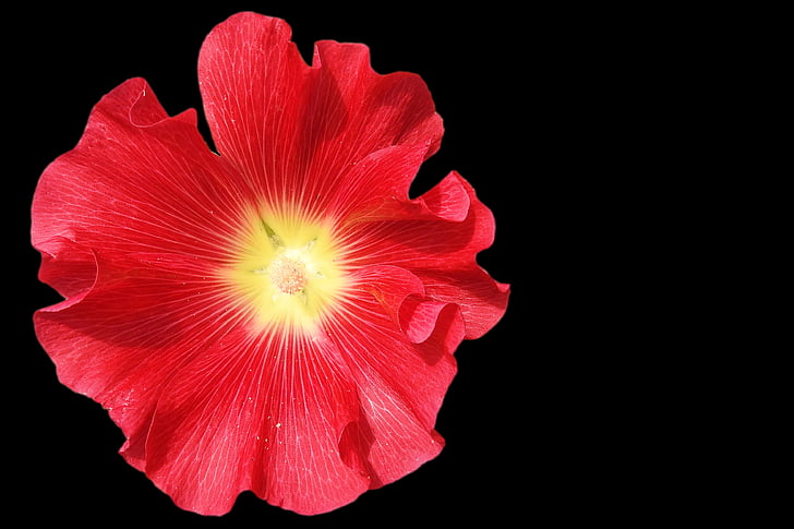mallow, stock rose, blossom, bloom, red, black background