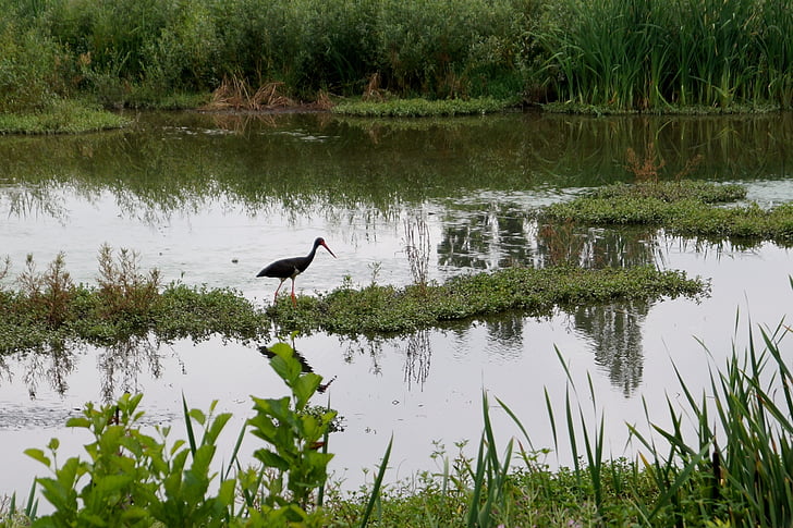Stork, svarte storker, dammen, natur