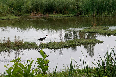 gólya, fekete gólya, tó, természet