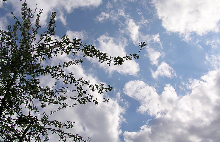 drevo, nebo, oblaki, na prostem, scensko, vreme, meteorologija