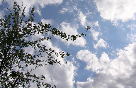 drvo, nebo, oblaci, na otvorenom, slikovit, Vremenska prognoza, meteorologija
