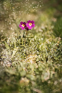 Иглика, Ушакова, алпийски Ушакова, Иглика ушакова, Primula, алпийският цвете, високопланински растения