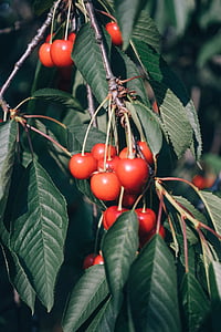 สีแดง, เชอร์รี่, ต้นไม้, ฤดูร้อน, เพิ่มเติม, ผลไม้, อาหารและเครื่องดื่ม