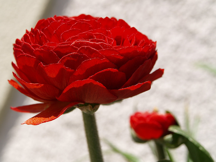 floare, Ranunculus, Red