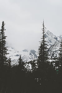 หิมะ, ครอบคลุม, ภูเขา, ต้นไม้, ป่า, ฤดูหนาว, ภูเขาหิมะ