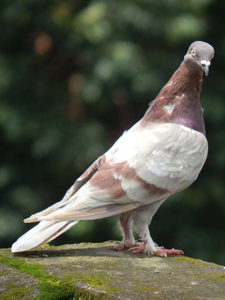 pigeon, bird, animal, perched, indian