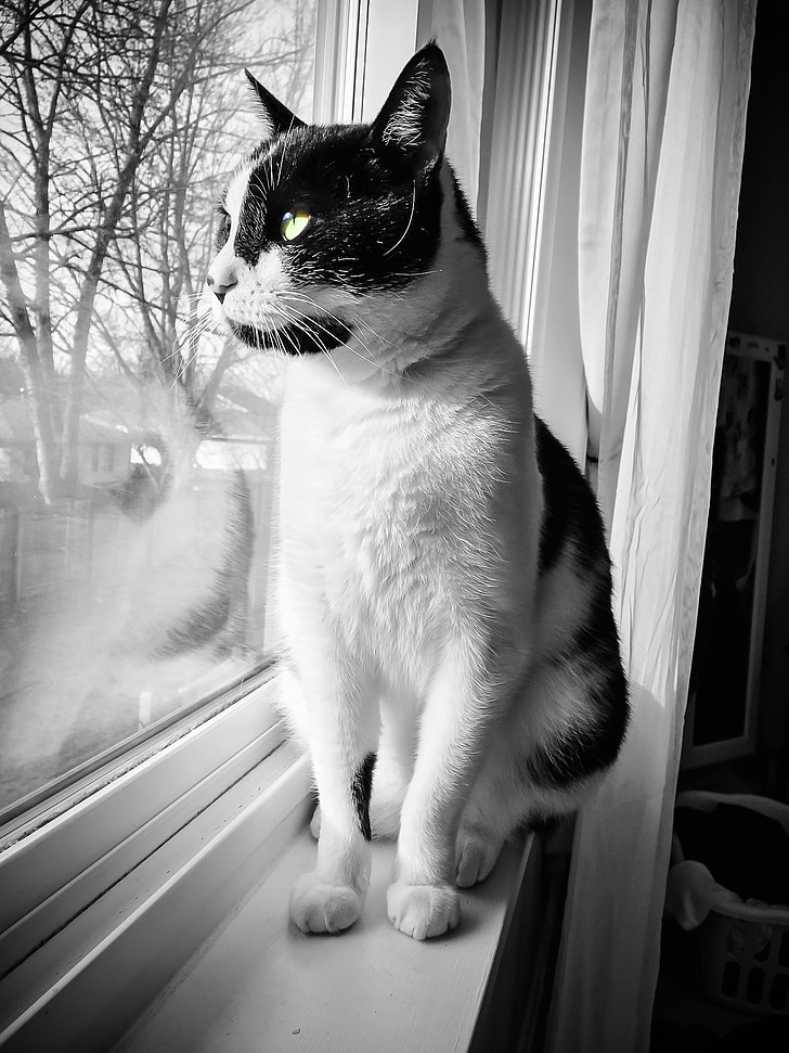 gato, ventana, mascota, animal, Blanco, lindo, gatito