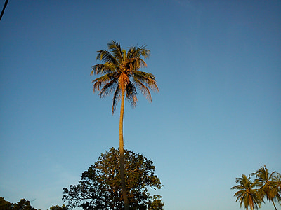 kokosriekstu koks, daba, zilas debesis, kokosrieksts, koks, debesis, paradīze