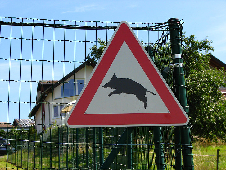 street sign, boar, attention, cross, risk, sow, wild