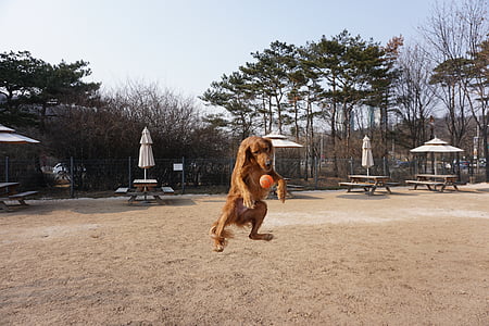 nhảy để giới thiệu, con chó nhảy, chơi với một con chó con, Cát, cây, Bãi biển, Ngày