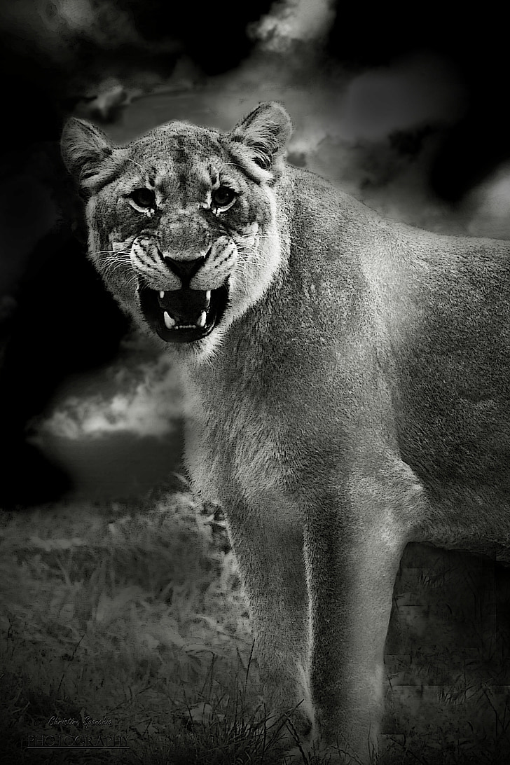 lev, živali, Predator, Afrika, Levinja, živalski svet, Safari