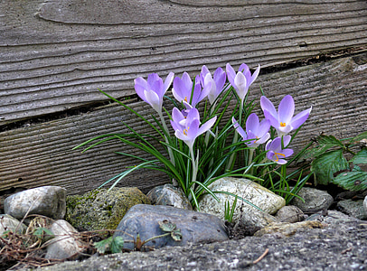 Šafrán, jaro, Jarní květina, Příroda, bühen, zahrada, posel jara