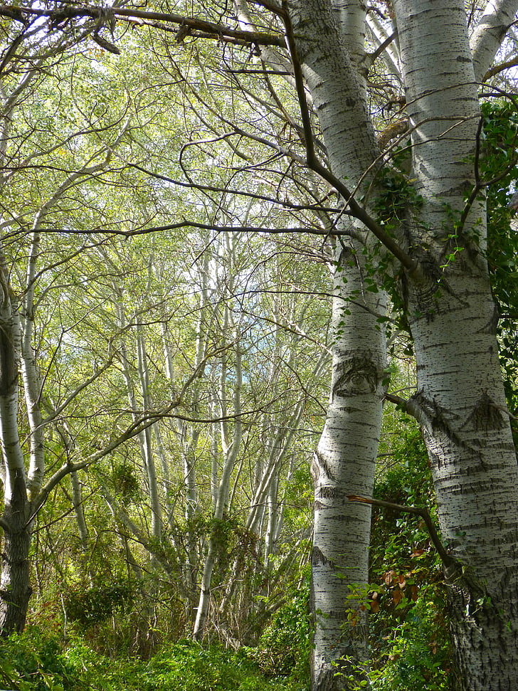 white poplar, riparian forest, alameda, populus alba, alber