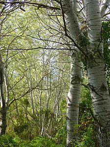 Baltoji Tuopa, pakrantės miško, Alameda, Populus alba, Alber
