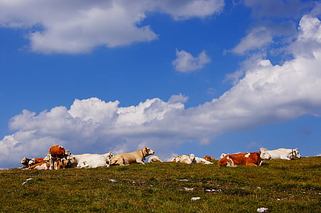 Alm, krávy, pastviny, obloha