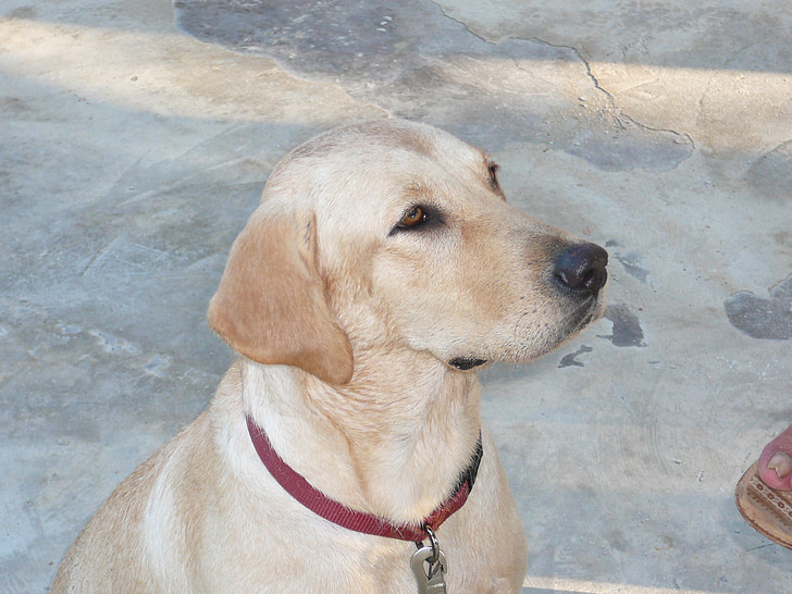 pes, Labrador, psi