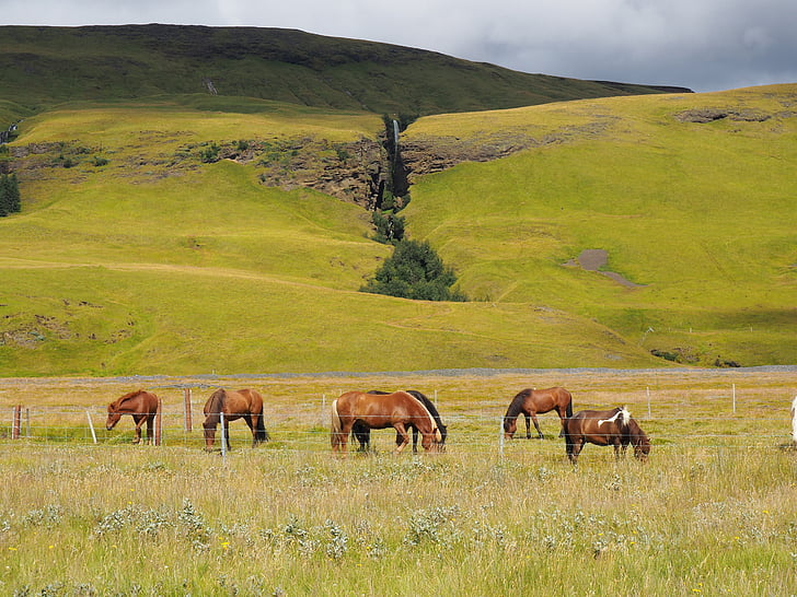 iceland, nature, fjord, horse, green, landscape, meadow